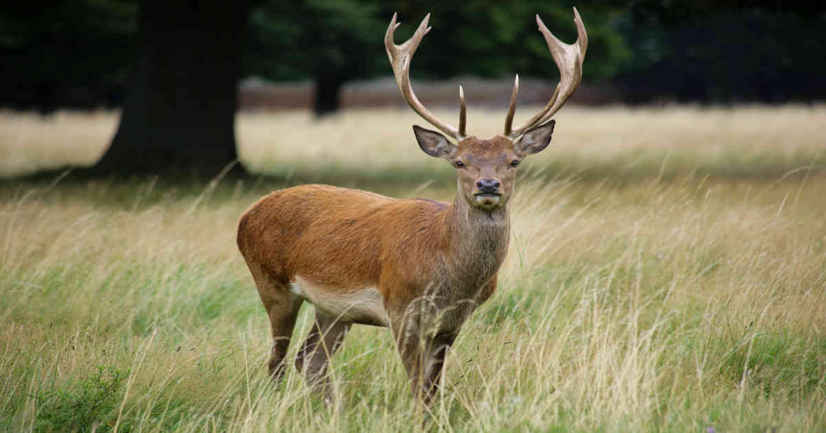 Shooter deer